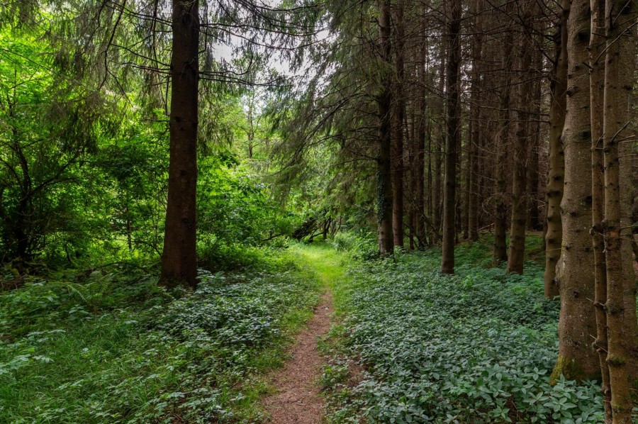 Images for Levisham, Pickering, YO18